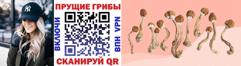 Псилоцибиновые грибы Psilocybine cubensis  Гвардейск 